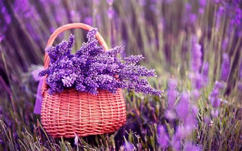 Lavender Desktop Wallpapers Top Những Hình Ảnh Đẹp