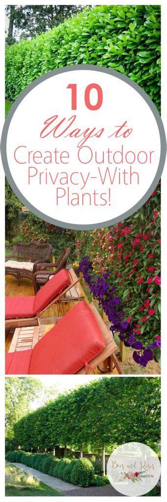 10 Ways To Create Outdoor Privacy With Plants — Bees And Roses