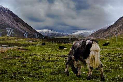 Angry Yak Stock Image Image Of Prairie Mountain Named 97334125