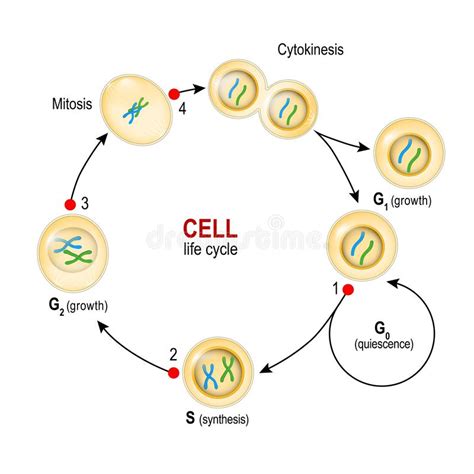 Biology Mitosis Cell Cycle Diagram Aflam Neeeak