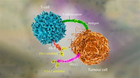 New Research Explains How To Stimulate Immune Cells To Fight Cancer