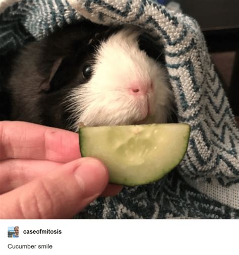 Guinea Pig Memes Almost As Cute And Funny As Guinea Pigs