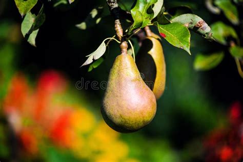 Pear Tree With Green Pears Pear Tree In A Garden Summer Fruits Garden