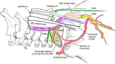 Anatomical Basis For Simultaneous Block Of Greater And Third Occipital E8c