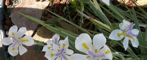 Dietes Variegated Cape Iris Striped Fortnight Lily Dietes Grandiflora