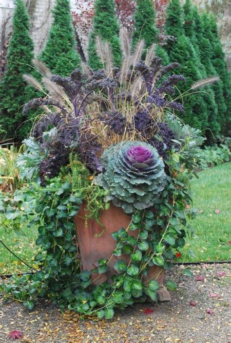1000 Images About Ornamental Cabbage And Kale On Pinterest