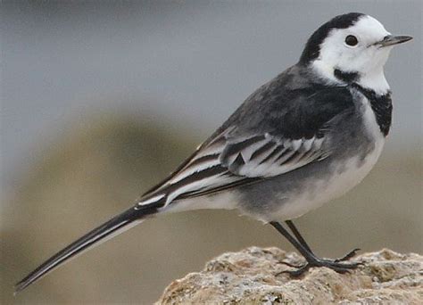 Pied Wagtail Seen On The Way To Work Near The River Rspb A