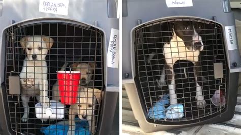 Dogs Cats Arrive New Jersey After Deadly Tornadoes In Alabama Abc7