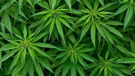 gras knollen für den cannabiskonsum