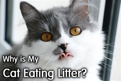 Cats sometimes do mysterious things. Why Is My Cat Eating Litter? | Complete Guide | Walk With Cat