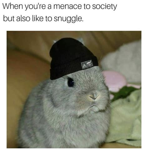 18 Cute Rabbit Memes Factory Memes