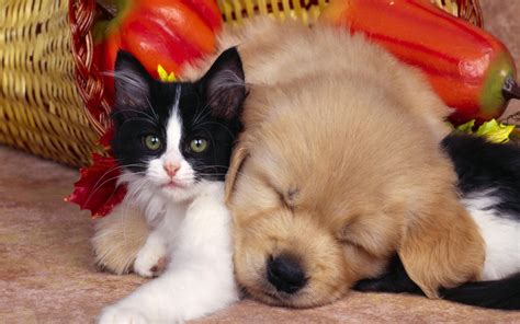 Puppies And Kittens Wallpapers 62 Background Pictures