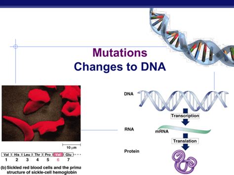 mutations ppt explore biology