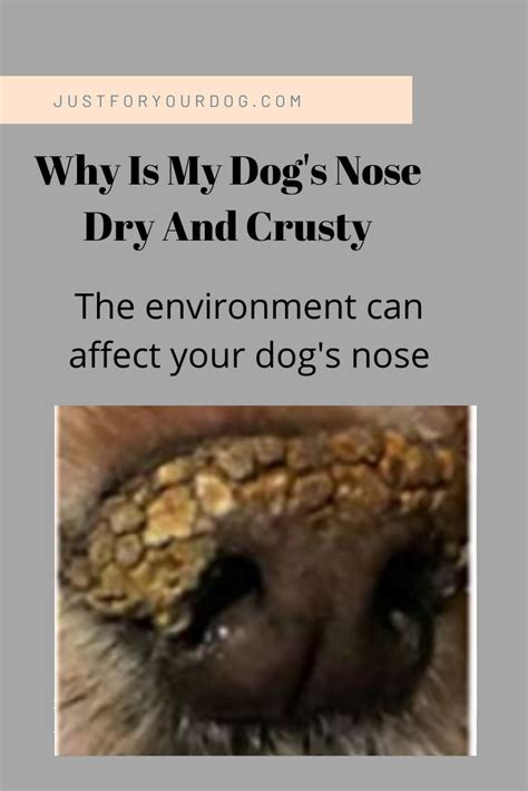 Why Is My Dogs Nose Dry And Crusty Just For Your Dog Dry Dog Nose