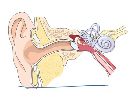 Ear Function Science Biology Anatomy Showme