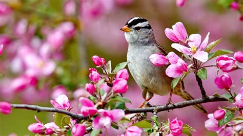 cute white and black little bird is perching on tree branch with pink flowers in blur background
