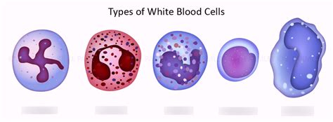 White Blood Cells Diagram Quizlet