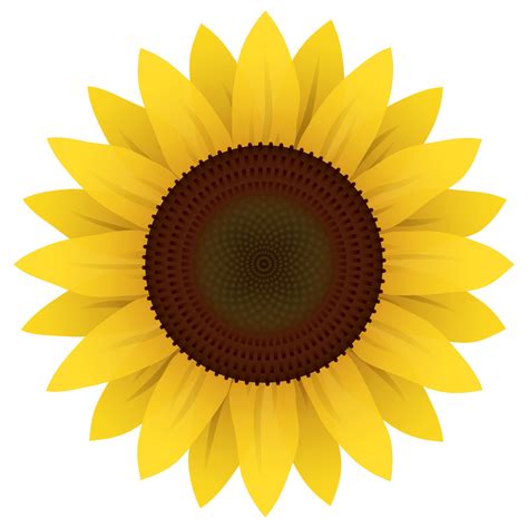 Sunflower Vector PNG Image - PurePNG | Free transparent CC0 PNG Image