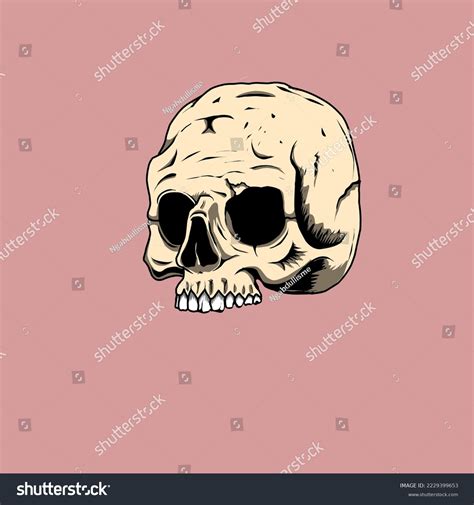 Illustration Human Skull Without Lower Jaw Stock Vector Royalty Free