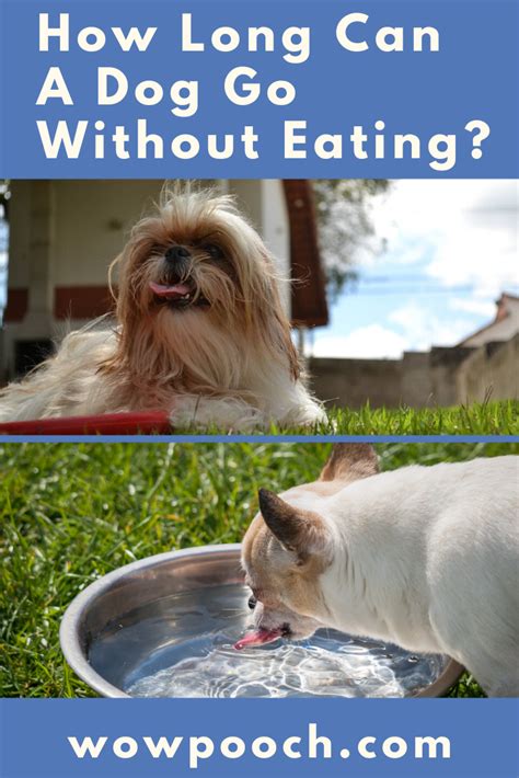 They are actually at greater risk than humans because they release heat from their bodies. How Long Can A Dog Go Without Eating or Drinking Water? - WowPooch in 2020 | Pancreatitis in ...