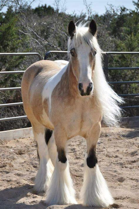 The gypsy vanner horse society. Beautiful Dappled Buckskin Gypsy Vanner | horses | Pinterest | Horse, Animal and Pony