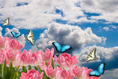 Spring Flowers And Butterflies Stock Image Image Of Beautiful Leaf