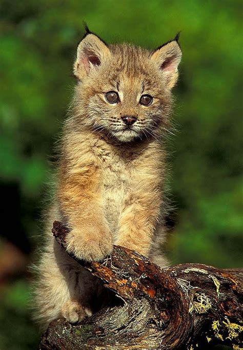 Baby Lynx Cute Animals Lynx Kitten Animals Beautiful