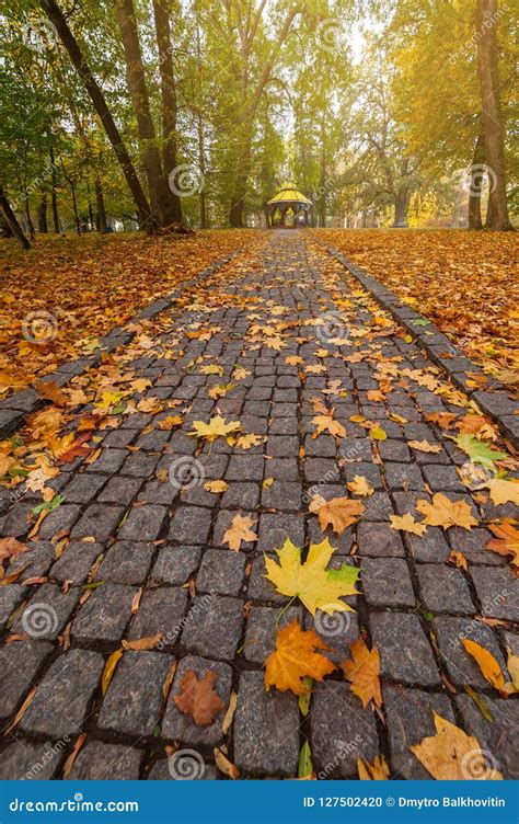 Alley In Autumn Park Covered Foliage Stock Photo Image Of Autumn