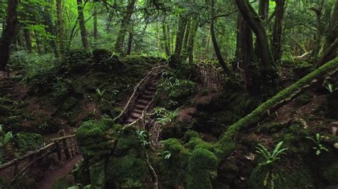 Puzzlewood A Magical Woodland In The Forest Of Dean Youtube