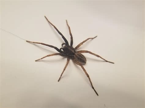 Oregon What Kind Of Wolf Spider Is This I Ve Only Seen Pardosa Before And This Cm Body