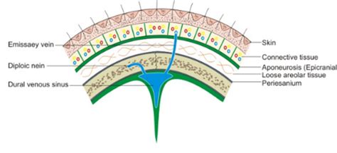 Anatomy Of The Scalp