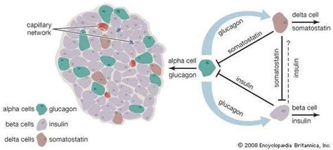 Islets Of Langerhans Definition Function Location And Facts