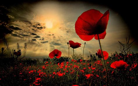 Why We Wear Poppies For Remembrance Day Surfing The Sea