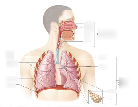 Organs Of Respiratory System Diagram Quizlet