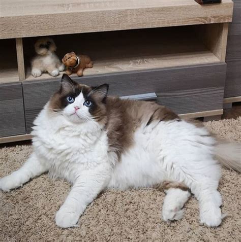 14 Pros And Cons Of Ragdoll Cats | Page 3 of 3 | PetPress