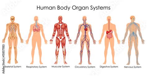 Medical Education Chart Of Biology For Human Body Organ System Diagram