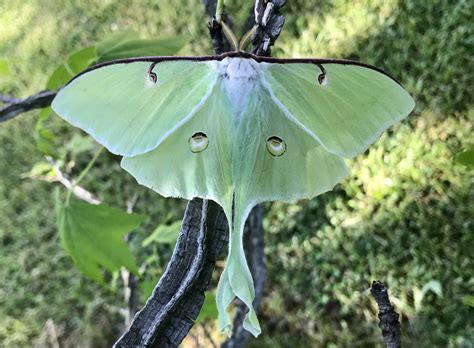 Male Luna Moth On Sweetgum Tree Photo By Celeste Morien Finwr Inc