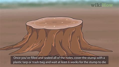 Maybe you would like to learn more about one of these? How to Kill a Tree Stump - YouTube