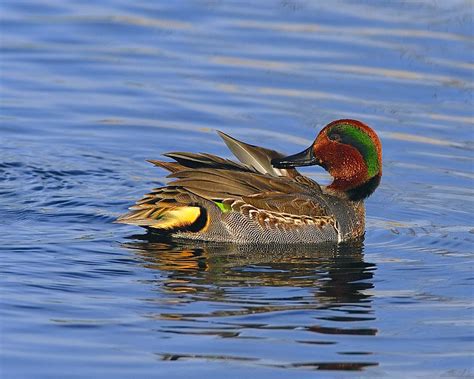 Green Winged Teal Photograph By Tony Beck Pixels