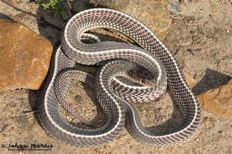 Common File Snake Limaformosa Capensis Hoedspruit Limpopo