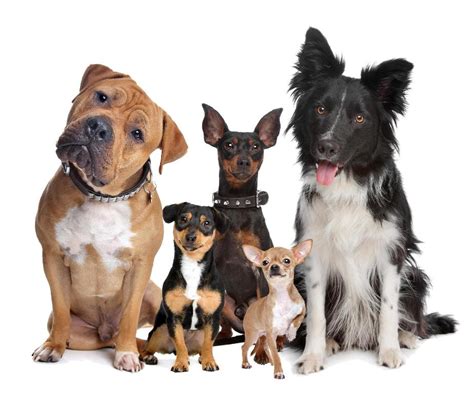 adopter  chien association galia
