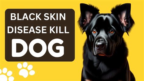 Can Black Skin Disease Kill A Dog Pet Care Nest
