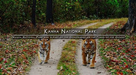 Kanha National Park Madhya Pradesh National Parks Park Madhya Pradesh
