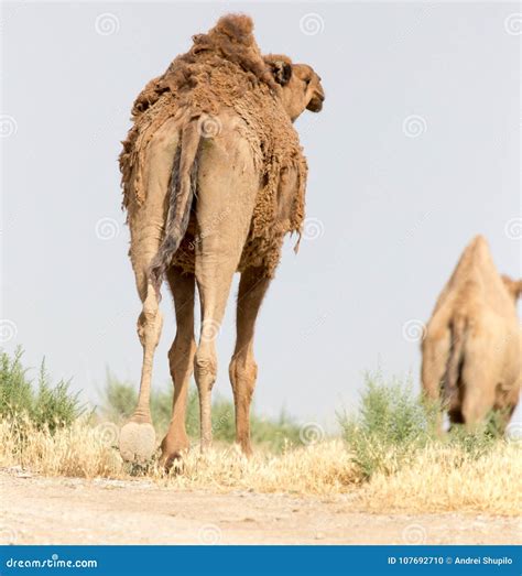 Caravana De Camellos En El Desierto Foto De Archivo Imagen De Comer