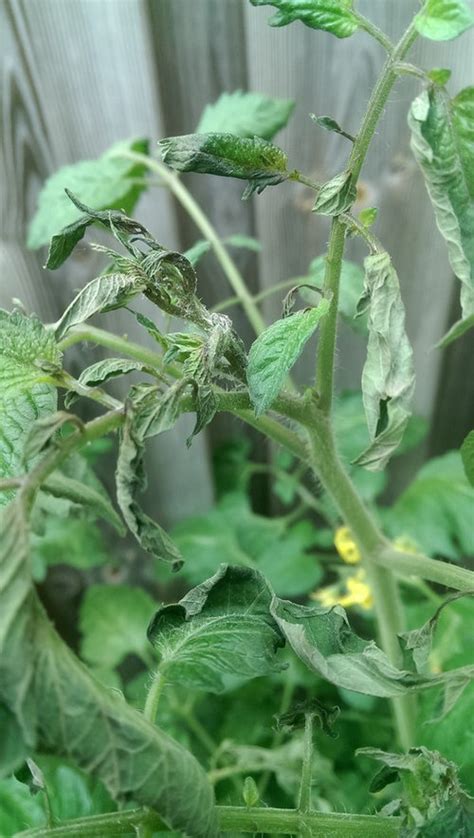 Top Of Tomato Plant Is Wilting After Watering With Epsomsalt