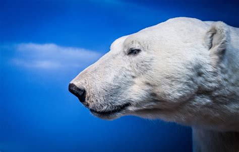 Wallpaper Face Background Portrait Profile Polar Bear Polar Bear