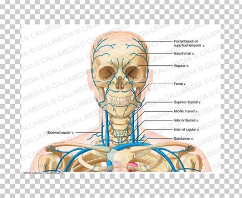 Internal Jugular Vein Head And Neck Anatomy Png Clipart Anatomy Arm