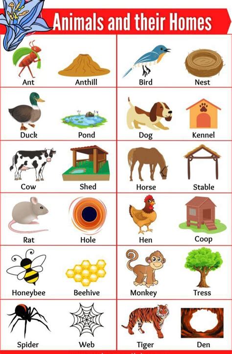 Animals And Their Homes Habitat Animals Homes In 2022 Animals And