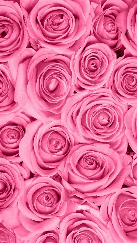Download Vibrant Pink Roses Background