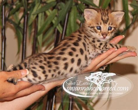 F1 Savannah Kittens For Sale Select Exotics Cute Cats And Dogs